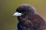 White-breasted Woodswallow